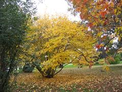 هاماملیس آمریکایی